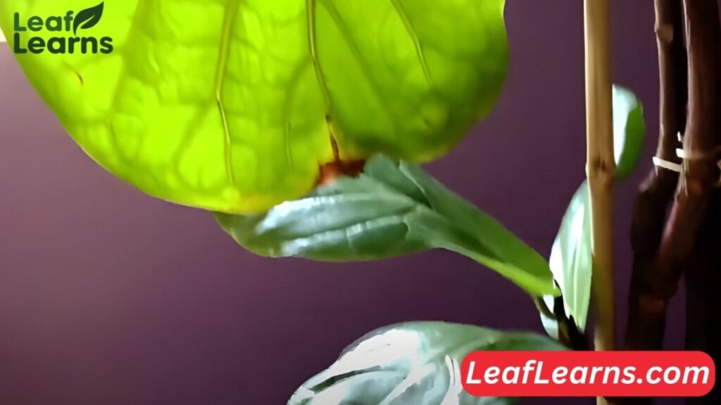 Fiddle Leaf Fig Edema