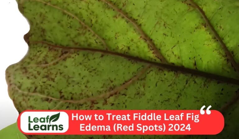 How to Treat Fiddle Leaf Fig Edema (Red Spots) 2024