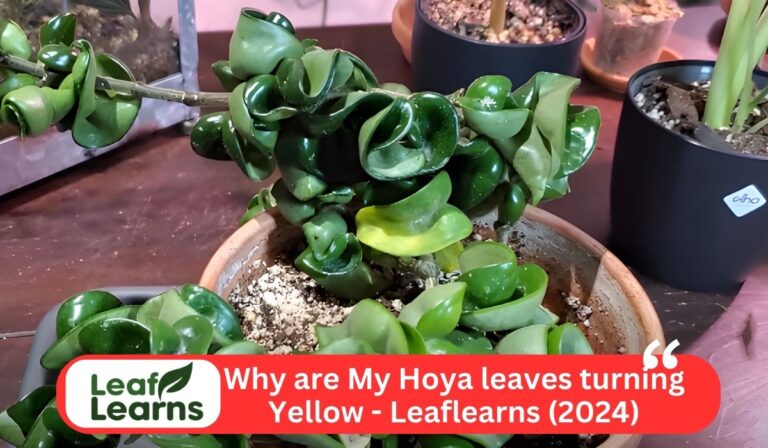 Hoya leaves turning yellow
