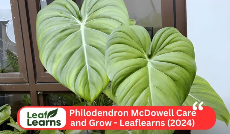 Philodendron McDowell (2024)
