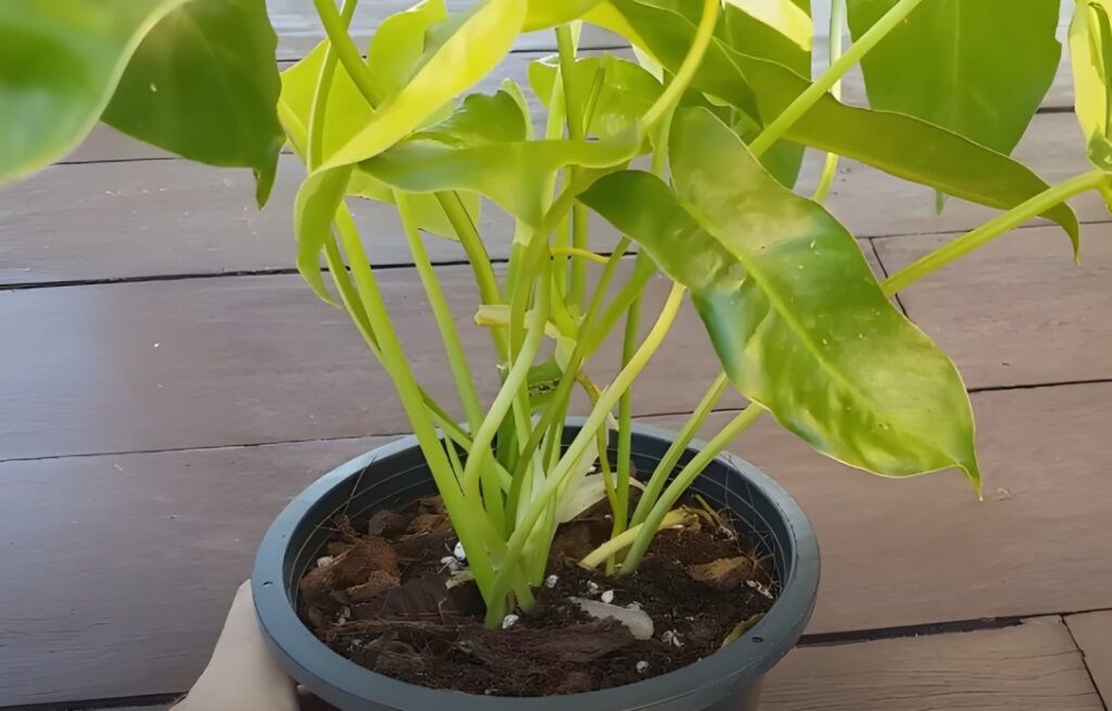 Philodendron burle marx variegated