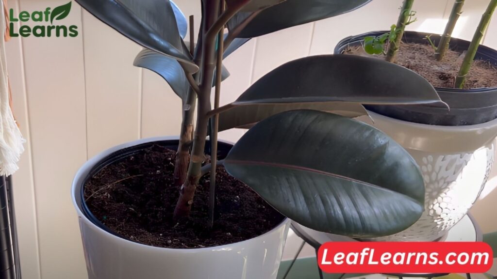 Rubber Plant Leaves Drooping