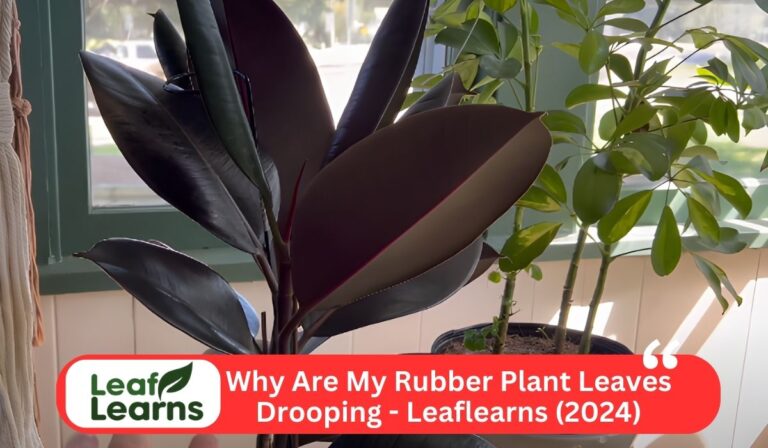 Why Are My Rubber Plant Leaves Drooping – Leaflearns (2024)