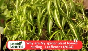 spider plant leaves curling