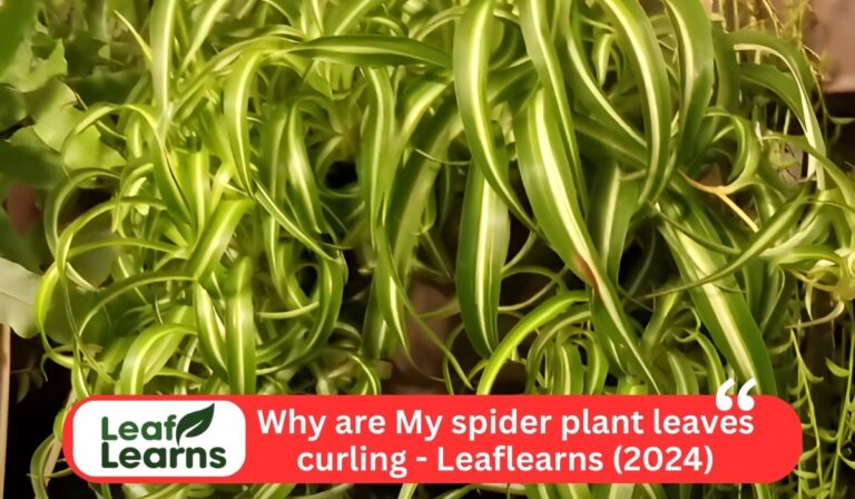 Why are My spider plant leaves curling – Leaflearns (2024)